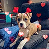 big_eyes, blanket, collar, couch, dog, hanger, heart_filter, indoors, living_room, paw, pet, photo_frame, pillow, puppy, recliner, relaxed, soft_lighting, valentines_filter, wall_switch, wood_floor