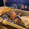 baby, sleeping, bassinet, blanket, animal_pattern, indoors, cozy, child, infant, pacifier, soft_toys, furniture, television, bookshelf, decor, warm_lighting, rest, peaceful, portrait, home