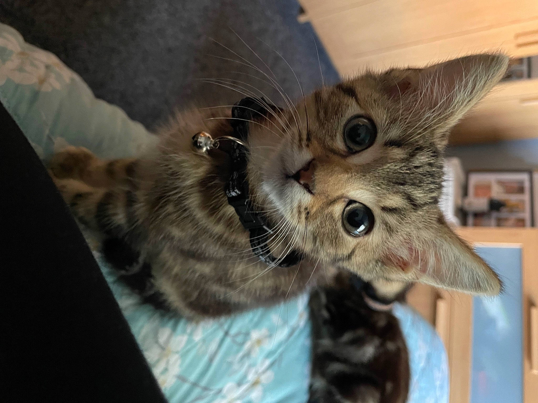 Sting is registered to the contest to win money with this photo: carnivore, cat, claw, comfort, domestic_short_haired_cat, ear, felidae, fur, gesture, paw, plant, small_to_medium_sized_cats, snout, tail, whiskers