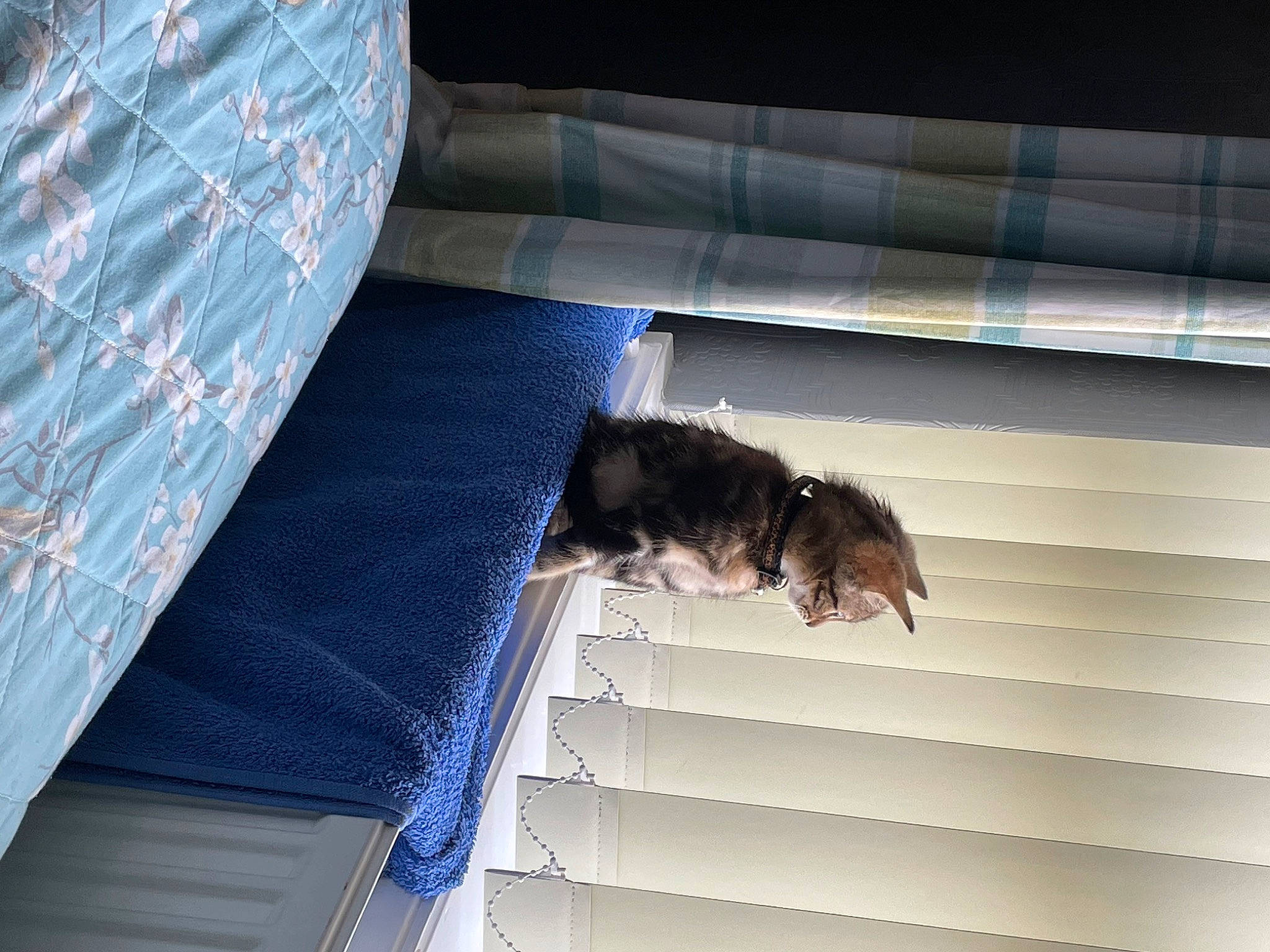 Ray is registered to the contest to win money with this photo: carnivore, comfort, companion_dog, daylighting, dog, dog_breed, electric_blue, felidae, flooring, pet_supply, shade, shadow, small_to_medium_sized_cats, sporting_group, tail, tints_and_shades, window, window_covering, wood