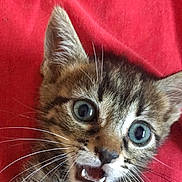 Fidji a rejoint le concours — aidez-le/la à gagner de superbes lots ! american_wirehair, asian, carnivoran, cat, cat_like_mammal, domestic_short_haired_cat, dragon_li, european_shorthair, kitten, mammal, pixie_bob, small_to_medium_sized_cats, snout, tabby_cat, toyger, whiskers, wild_cat