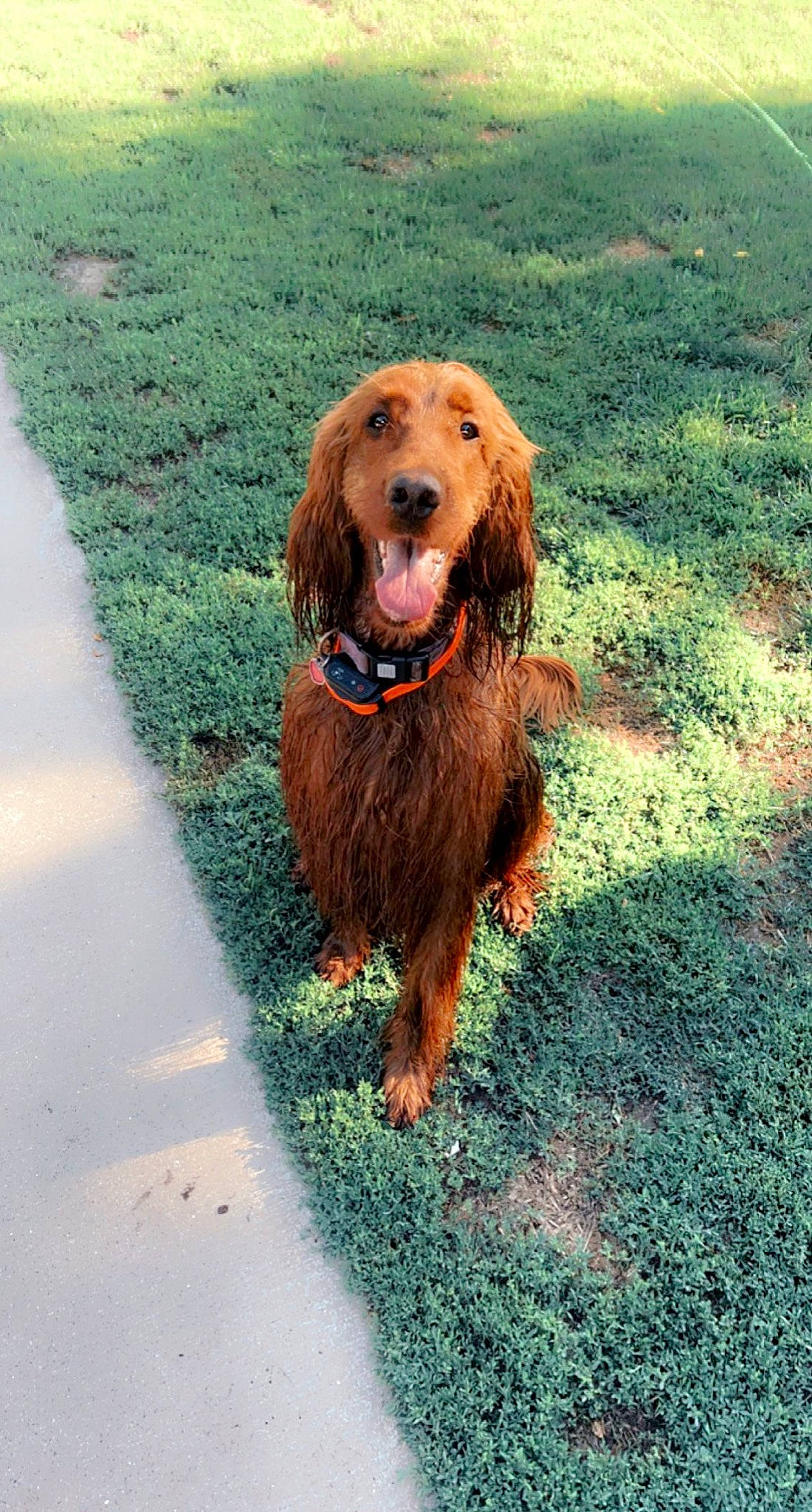 Paisley is registered to the contest to win money with this photo: canidae, carnivore, collar, companion_dog, dog, dog_breed, dog_collar, fawn, fur, grass, leash, liver, plant, road_surface, sidewalk, snout, spaniel, sporting_group, walking, working_animal