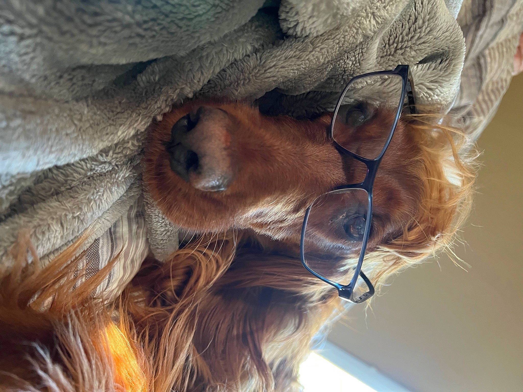 Paisley is registered to the contest to win money with this photo: carnivore, dog, dog_breed, ear, eye, eyebrow, eyelash, eyewear, feather, glasses, goggles, head, human_body, iris, jaw, liver, nose, sunglasses, vision_care, whiskers