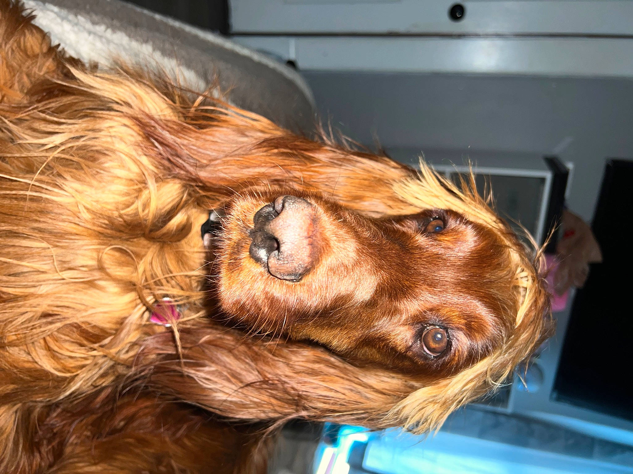 Paisley is registered to the contest to win money with this photo: carnivore, companion_dog, dog, dog_breed, dress, ear, eyewear, fawn, glasses, iris, jaw, liver, long_hair, snout, sporting_group, sunglasses, vision_care, whiskers, wood, working_animal