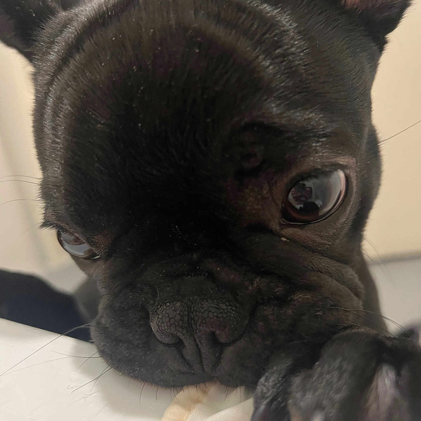 Zelda a rejoint le concours — aidez-le/la à gagner de superbes lots ! animal, bulldog, canine, dog, frenchbulldog, pet, pitbull, pug, puppy, rat, rodent