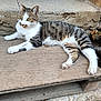 Moustache participe au concours pour gagner de l'argent avec cette photo : cat, tabby_cat, white_paws, white_chest, relaxed, outdoor, wooden_plank, concrete_step, rustic, feline, curious, golden_eyes, striped_fur, animal, pet, resting, nature, texture, quiet, sunlight
