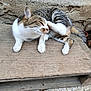 Moustache participe au concours pour gagner de l'argent avec cette photo : cat, tabby, scratching, wooden_plank, concrete_wall, outdoor, animal, pet, fur, whiskers, tail, paw, relaxed, closeup, texture, gray, brown, white, striped, daylight