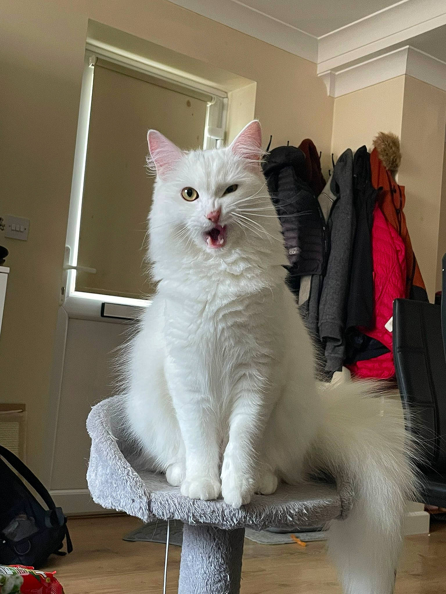 Moochi is registered to the contest to win money with this photo: bag, british_longhair, carnivore, cat, comfort, domestic_short_haired_cat, felidae, flooring, foot, fur, luggage_and_bags, paw, sitting, small_to_medium_sized_cats, tail, whiskers, window