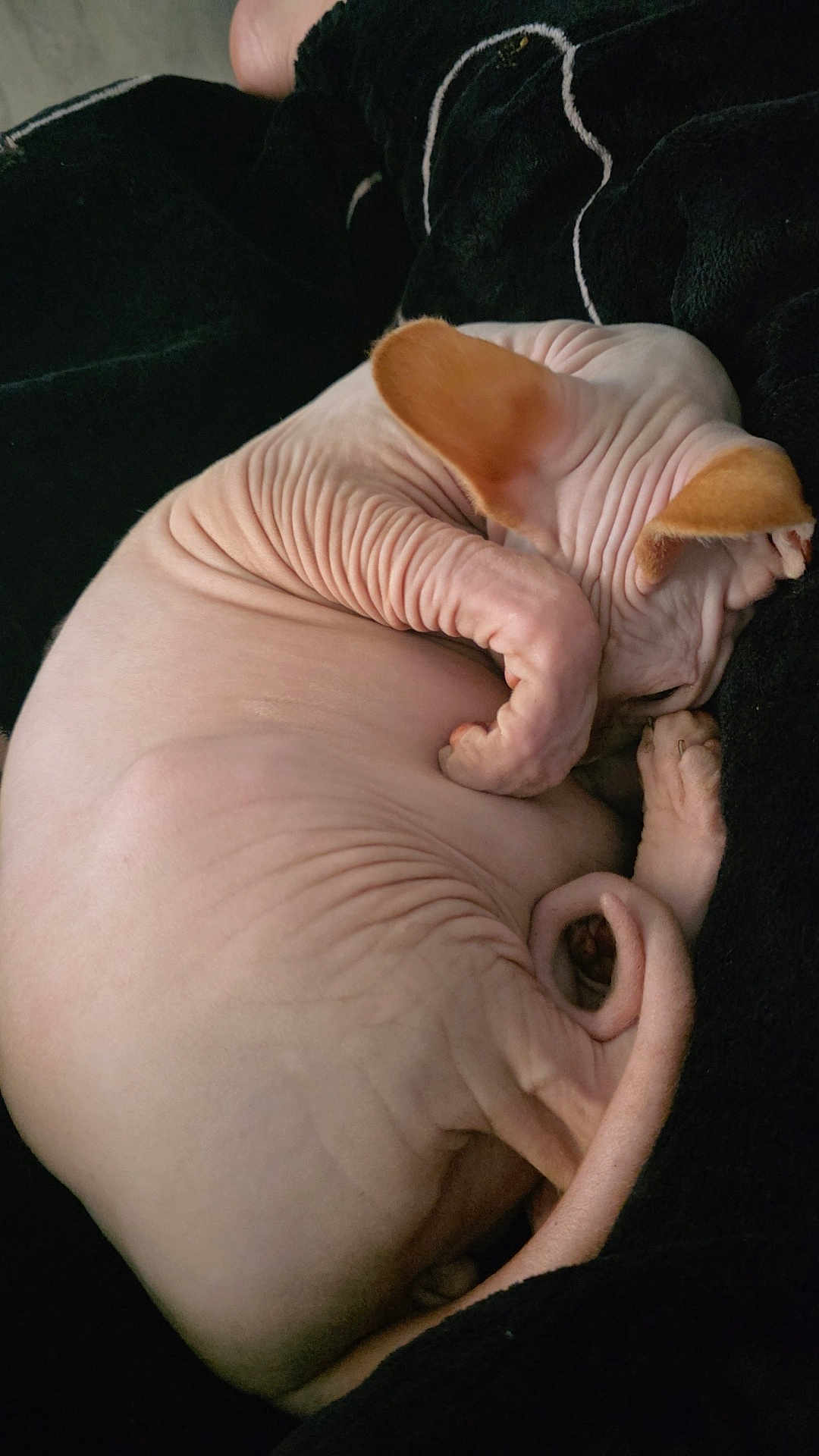 Dobby