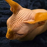 Dobby joined the competition — help win amazing prizes! cat, sphynx_cat, hairless, wrinkles, orange_ears, pet, animal, feline, closeup, resting, sleeping, blanket, texture, indoor, cute, soft, skin, ears, quiet, calm
