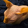 cat, sphynx_cat, hairless, wrinkles, orange_ears, pet, animal, feline, closeup, resting, sleeping, blanket, texture, indoor, cute, soft, skin, ears, quiet, calm