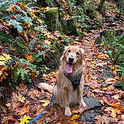 Gus joined the competition — help win amazing prizes! dog, golden_retriever, autumn, leaves, forest, trail, moss, rocks, ferns, outdoor, nature, pet, canine, happy, tongue_out, sitting, hiking, path, seasonal, scenic