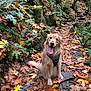 dog, golden_retriever, autumn, leaves, forest, trail, moss, rocks, ferns, outdoor, nature, pet, canine, happy, tongue_out, sitting, hiking, path, seasonal, scenic