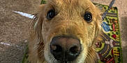 Gus is registered to the contest to win money with this photo: animal, bright_eyes, carpet, close_up, cute, dog, domestic_animal, ears, friendly, fur, golden_retriever, happy, indoor, looking_up, mouth_open, nose, pet, play_mat, smiling, tongue_out