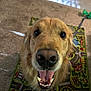 animal, bright_eyes, carpet, close_up, cute, dog, domestic_animal, ears, friendly, fur, golden_retriever, happy, indoor, looking_up, mouth_open, nose, pet, play_mat, smiling, tongue_out