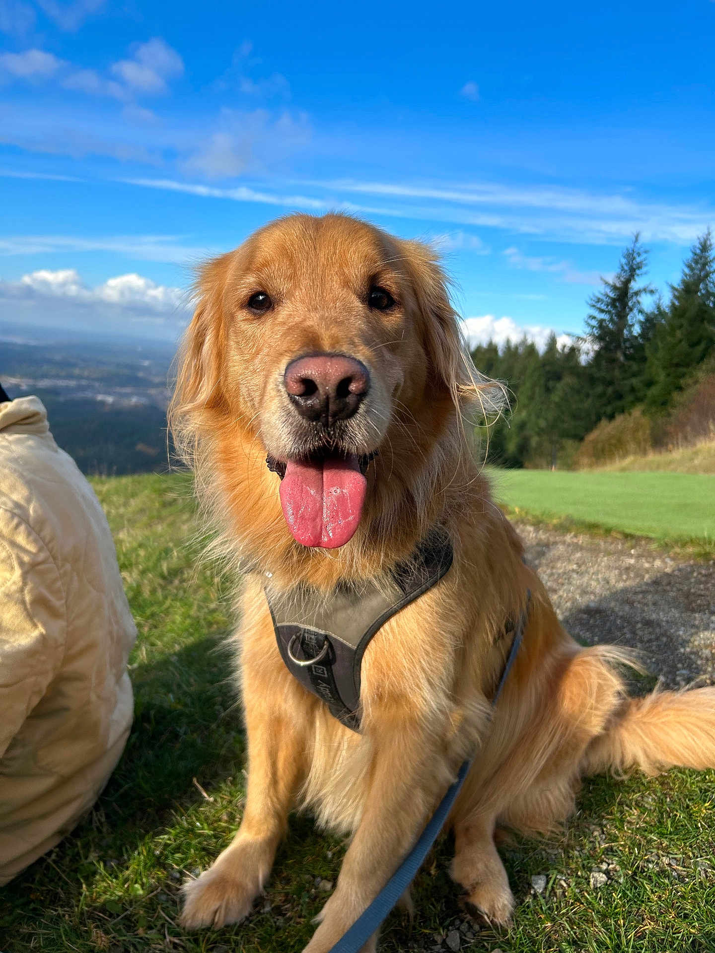 Gus joined the competition — help win amazing prizes! golden_retriever, dog, outdoor, grass, harness, leash, tongue_out, sunny, blue_sky, clouds, trees, nature, pet, canine, animal, happy, sitting, closeup, daylight, scenic