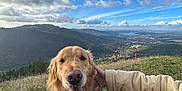 Gus is registered to the contest to win money with this photo: dog, golden_retriever, grass, hill, mountain, sky, clouds, person, hand, nature, outdoor, scenic, happy, tongue_out, landscape, blue_sky, casual_clothing, pets, animal, leisure