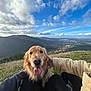 dog, golden_retriever, grass, hill, mountain, sky, clouds, person, hand, nature, outdoor, scenic, happy, tongue_out, landscape, blue_sky, casual_clothing, pets, animal, leisure