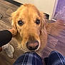 affectionate, animal, canine, close_up, companion, cute, dog, domestic_animal, floor, friendly, fur, golden_retriever, indoor, looking_up, pants, person, pet, plaid, socks, wooden_floor