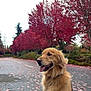 Gus is registered to the contest to win money with this photo: dog, golden_retriever, autumn, fall, leaves, red_trees, outdoor, road, pet, canine, nature, seasonal, park, sitting, fur, leash, landscape, daytime, animal, scenic