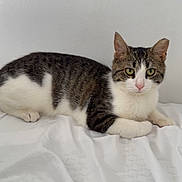 Blossom is registered to the contest to win money with this photo: animal, bed, blanket, calm, cat, cute, domestic_cat, ears, feline, fur, indoor, looking_at_camera, lying_down, pet, pink_nose, relaxed, resting, tabby_cat, whiskers, white_cat