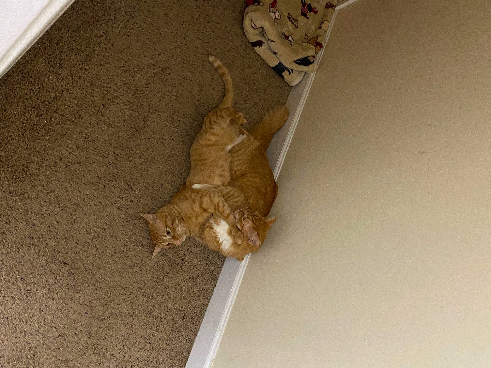 Garfield is registered to the contest to win money with this photo: art, artifact, beige, carnivore, carving, cat, ceiling, domestic_short_haired_cat, fawn, felidae, flooring, fur, hardwood, metal, paw, room, small_to_medium_sized_cats, tail, whiskers, wood