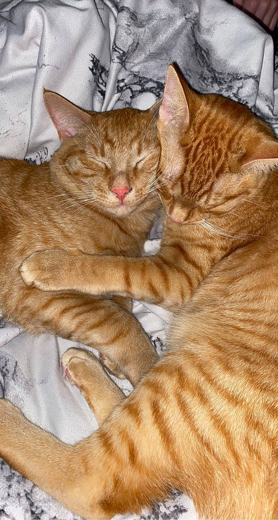 Chronic joined the competition — help win amazing prizes! carnivore, cat, claw, comfort, domestic_short_haired_cat, fawn, felidae, fur, nap, paw, small_to_medium_sized_cats, snout, tail, terrestrial_animal, tree, whiskers, wildlife