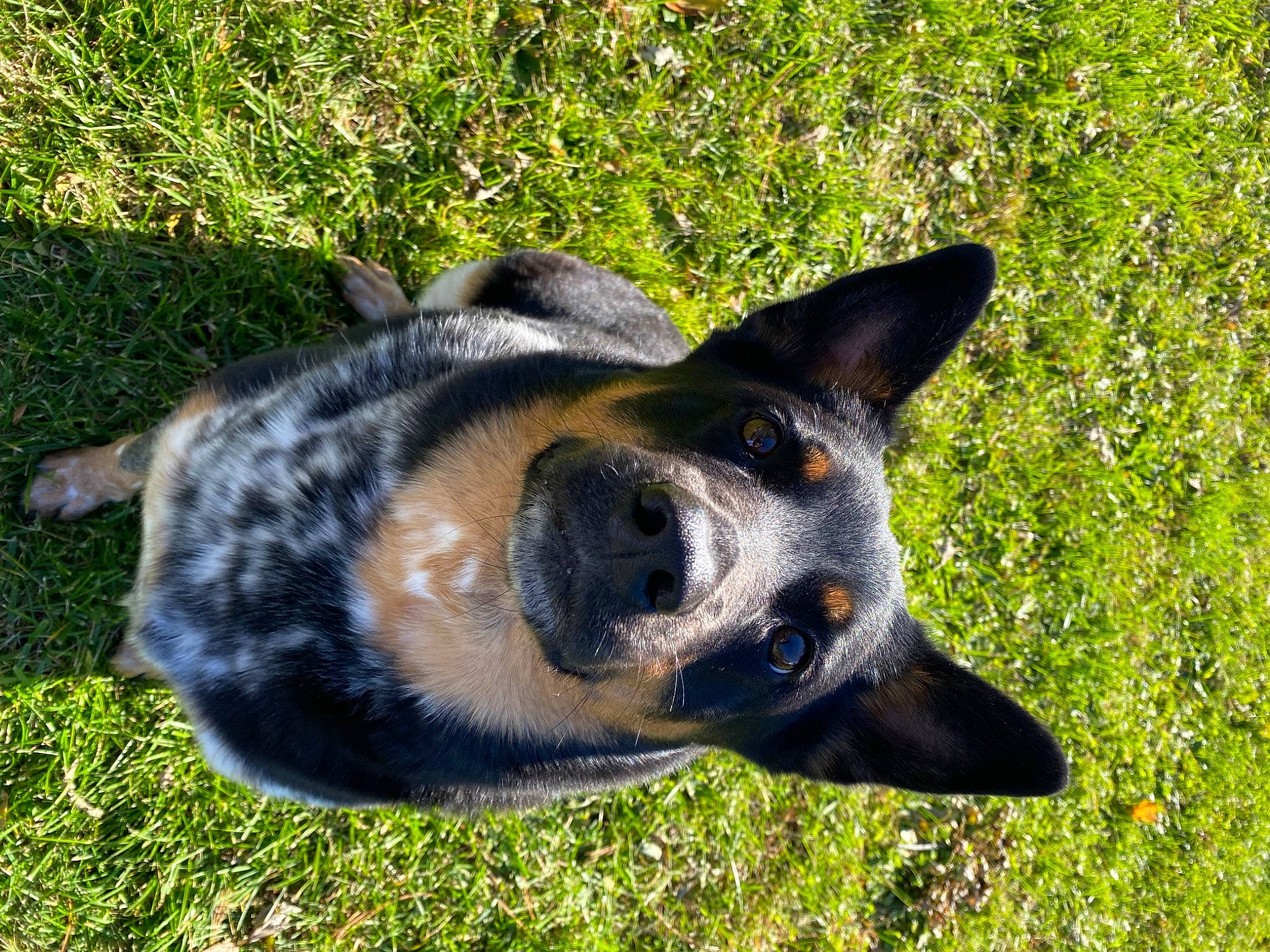 Diesel is registered to the contest to win money with this photo: australian_cattle_dog, canidae, carnivore, companion_dog, dog, dog_breed, fawn, grass, guard_dog, herbaceous_plant, herding_dog, plant, rock, snout, sporting_group, terrestrial_animal, whiskers, wildlife, window, working_dog