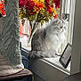Sheba joined the competition — help win amazing prizes! cat, window, flowers, vase, indoor, decor, lamp, furniture, fluffy, pet, curious, sitting, cozy, gray, white, plant, picture_frame, natural_light, home, relaxing