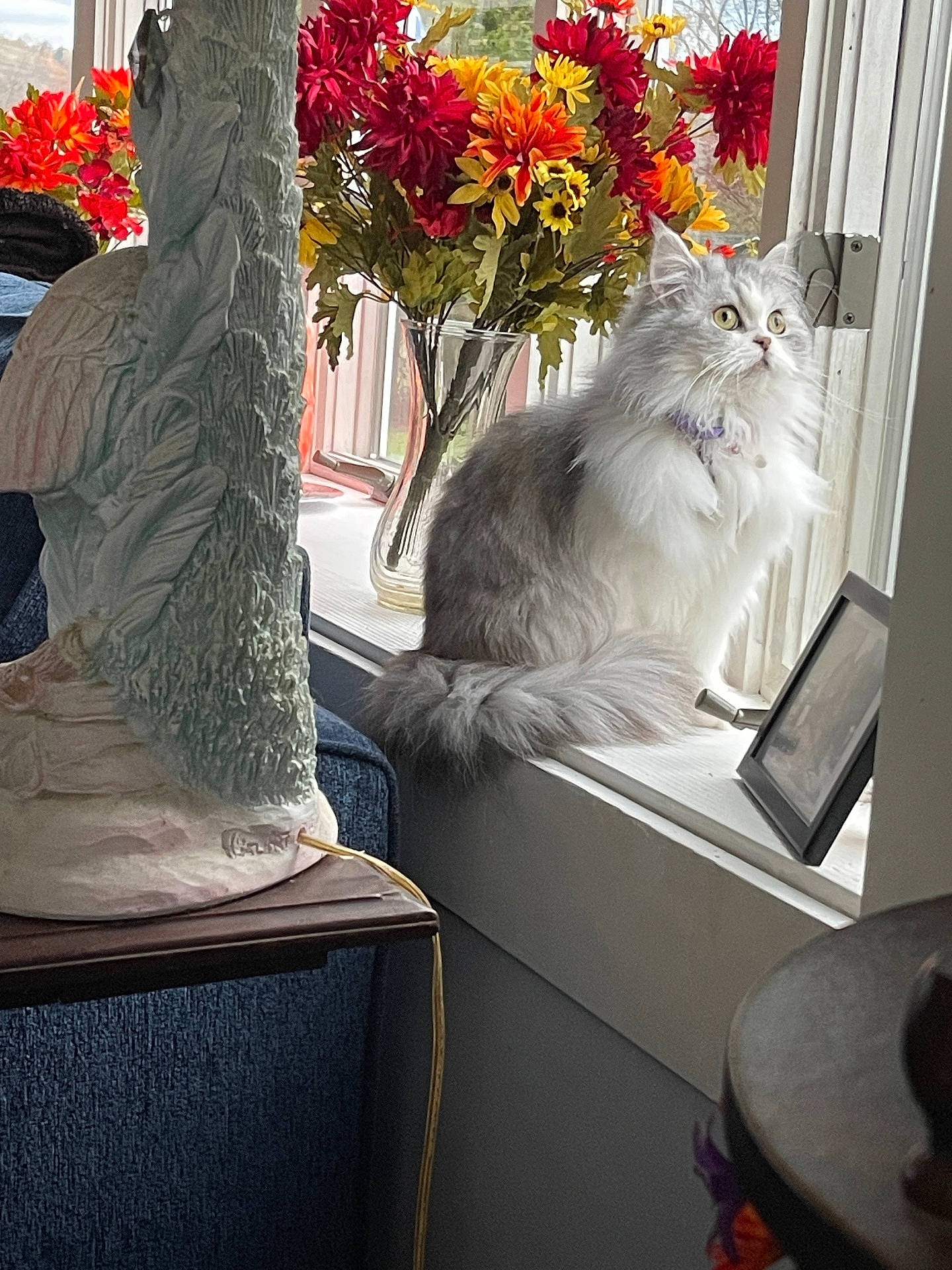 Sheba is registered to the contest to win money with this photo: cat, couch, curtains, decor, flowers, fluffy, framed_photo, gray_cat, indoor, lamp, looking_outside, orange_flowers, plant, red_flowers, table, vase, white_fur, window, windowsill, yellow_flowers