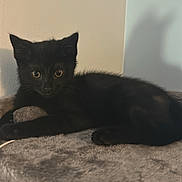 Jasper is registered to the contest to win money with this photo: animal, black_cat, cat_tree, curious, cute, domestic_cat, ears, eyes, feline, fur, fuzzy_surface, indoor, kitten, pet, playful, relaxed, resting, shadow, whiskers, young_cat