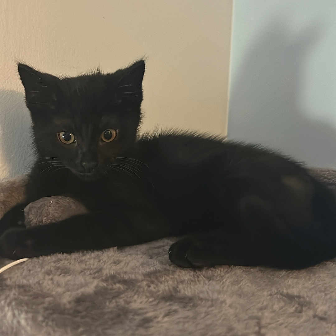 Jasper is registered to the contest to win money with this photo: animal, black_cat, cat_tree, curious, cute, domestic_cat, ears, eyes, feline, fur, fuzzy_surface, indoor, kitten, pet, playful, relaxed, resting, shadow, whiskers, young_cat