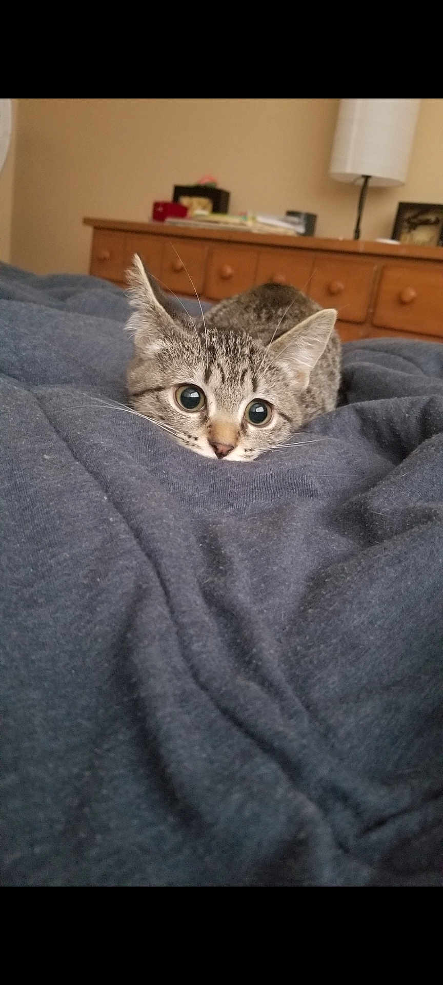 Blu is registered to the contest to win money with this photo: animal, bedroom, blanket, cat, cozy, curious, cute, drawer, ears, fur, furniture, indoor, kitten, lamp, pet, resting, soft, tabby, whiskers, wood