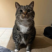 Blu is registered to the contest to win money with this photo: animal, blanket, cat, companion, couch, cozy, curious, domestic, feline, fur, home_interior, indoor, mammal, pet, photo_frame, sitting, tabby, tile_floor, whiskers, white_paws