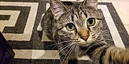 Blu joined the competition — help win amazing prizes! animal, carpet, cat, close_up, curious, cute, domestic_cat, floor, fur, green_eyes, indoor, mammal, patterned_rug, paw, pet, playful, striped, tabby, tile, whiskers