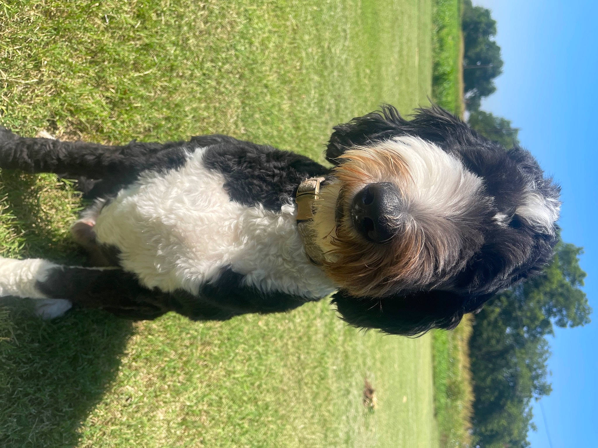 Murphy joined the competition — help win amazing prizes! canidae, carnivore, companion_dog, dog, dog_breed, fur, grass, grassland, liver, plant, sky, snout, sporting_group, tail, terrier, tree