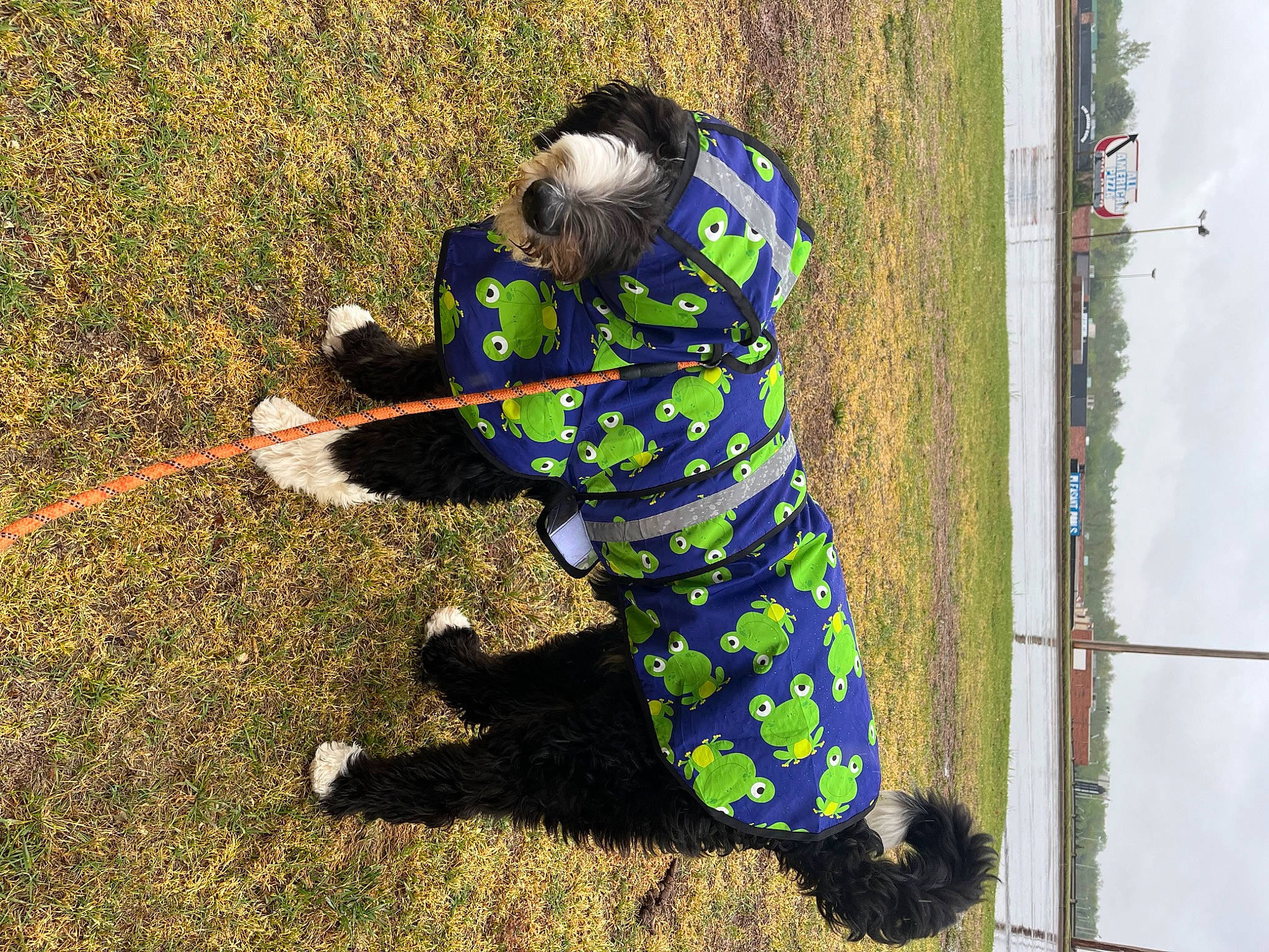 Murphy joined the competition — help win amazing prizes! asphalt, child, concrete, flooring, fun, garden_tool, grass, grassland, hat, lawn, people_in_nature, personal_protective_equipment, play, recreation, shadow, shrub, soil, yard