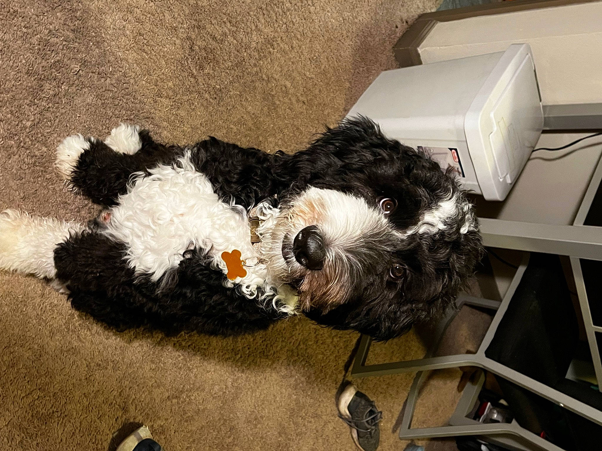 Murphy joined the competition — help win amazing prizes! canidae, carnivore, cockapoo, companion_dog, dog, dog_breed, dog_supply, fur, non_sporting_group, pet_supply, small_terrier, sporting_group, tail, terrier, toy, toy_dog, working_animal