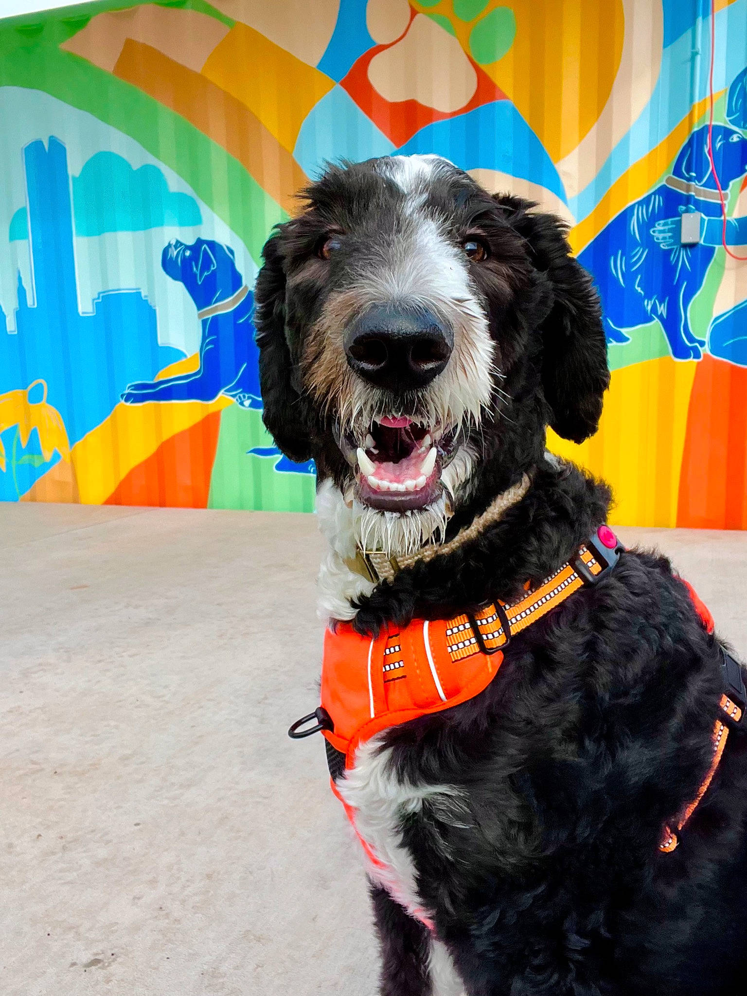 Murphy is registered to the contest to win money with this photo: art, canidae, carnivore, collar, companion_dog, dog, dog_breed, dog_collar, dog_supply, fur, leash, liver, pet_supply, smile, snout, spaniel, sporting_group, terrier, water_dog, working_animal