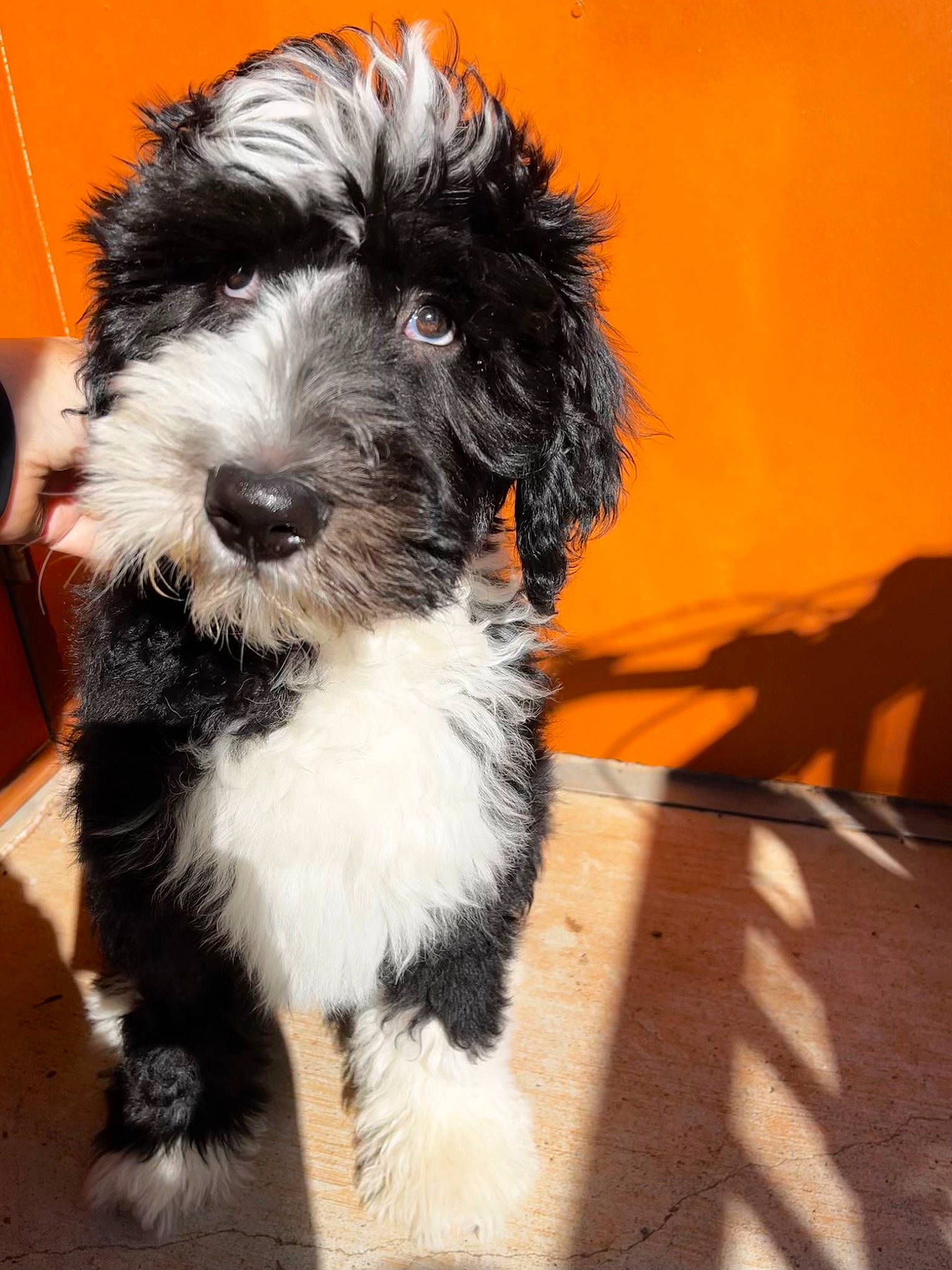 Murphy joined the competition — help win amazing prizes! canidae, carnivore, companion_dog, dog, dog_breed, fur, maltepoo, non_sporting_group, small_terrier, snout, sporting_group, terrier, toy_dog, water_dog, working_animal