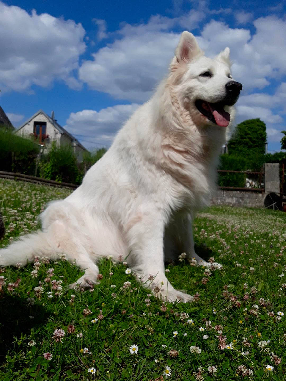 Edelweiss participe au concours pour gagner de l'argent avec cette photo : canidae, canis, carnivore, cloud, companion_dog, cumulus, dog, dog_breed, fang, grass, non_sporting_group, plant, sky, snout, sporting_group, tail, terrestrial_animal, tree, working_animal, working_dog