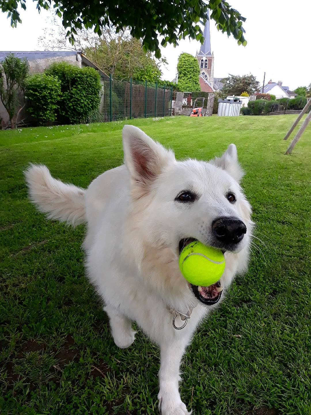 Edelweiss a rejoint le concours — aidez-le/la à gagner de superbes lots ! american_eskimo_dog, canidae, carnivore, collar, companion_dog, dog, dog_breed, german_spitz, grass, herding_dog, lawn, plant, samoyed, sky, spitz, sporting_group, tail, tree, volpino_italiano, working_animal