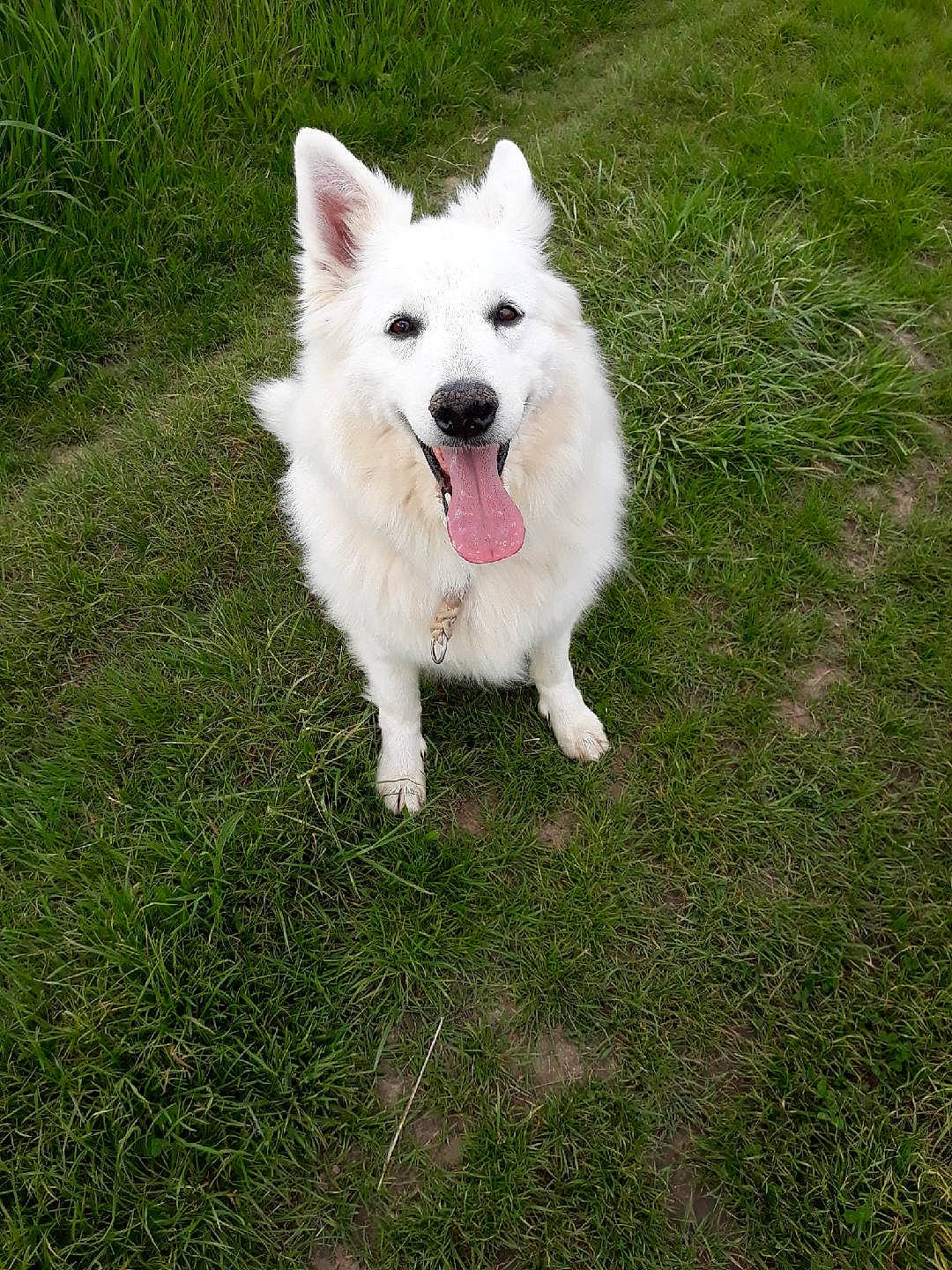 Edelweiss a rejoint le concours — aidez-le/la à gagner de superbes lots ! american_eskimo_dog, canidae, carnivore, companion_dog, dog, dog_breed, german_spitz, german_spitz_klein, german_spitz_mittel, grass, grassland, herding_dog, indian_spitz, japanese_spitz, lawn, plant, samoyed, spitz, sporting_group, volpino_italiano