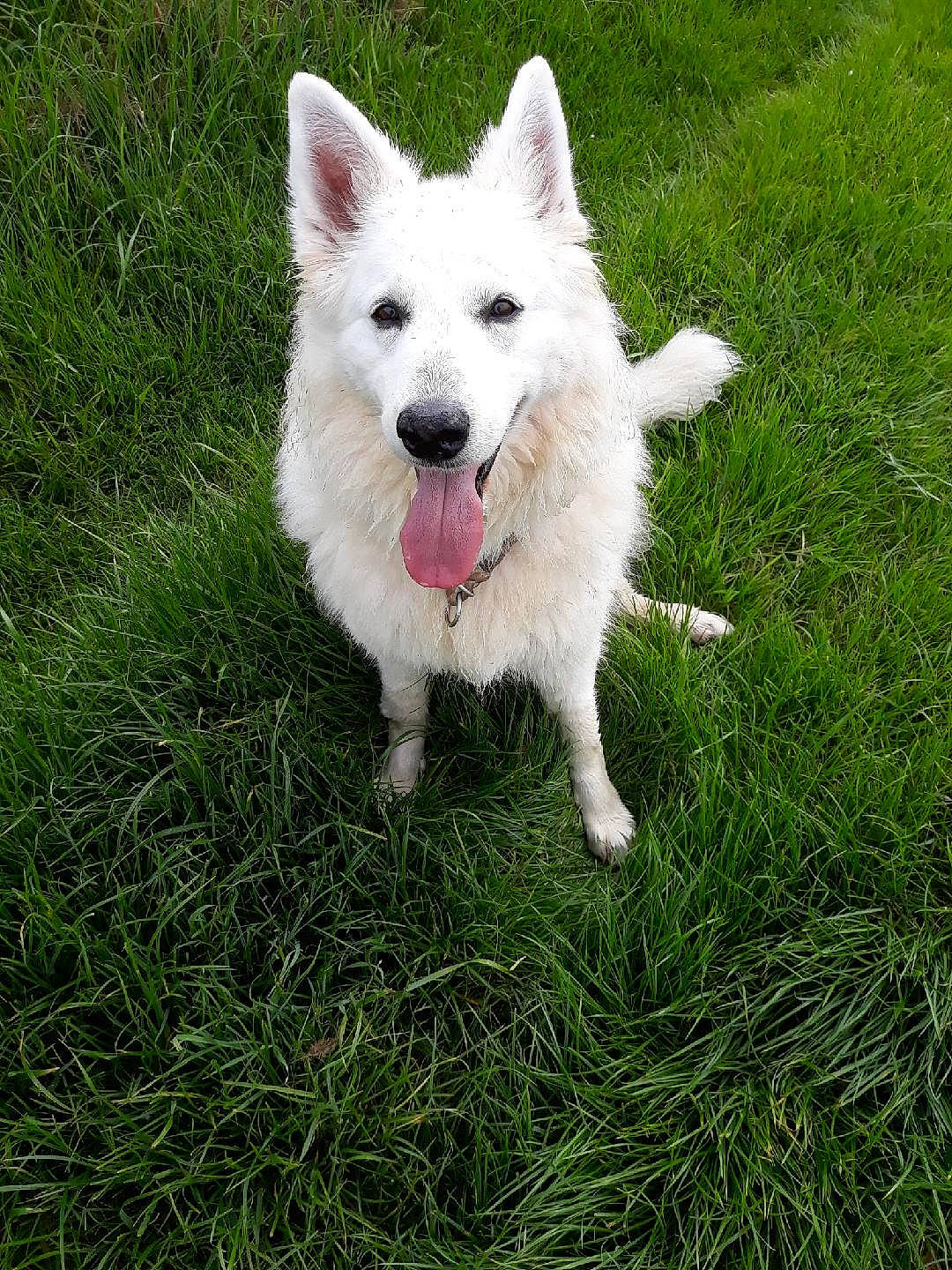 Edelweiss a rejoint le concours — aidez-le/la à gagner de superbes lots ! american_eskimo_dog, ancient_dog_breeds, canidae, carnivore, companion_dog, dog, dog_breed, grass, herding_dog, non_sporting_group, plant, sporting_group, tail, volpino_italiano, working_dog