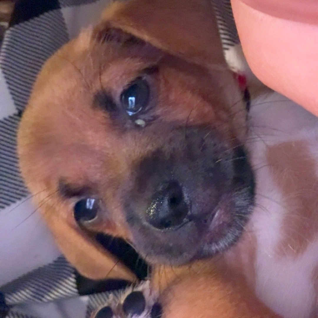 Trixie Rose is registered to the contest to win money with this photo: animal, black_nose, blanket, brown_fur, checkered, close_up, cute, dog, ears, fur, indoor, lying_down, paw, pet, puppy, relaxed, sleepy, snout, whiskers, young