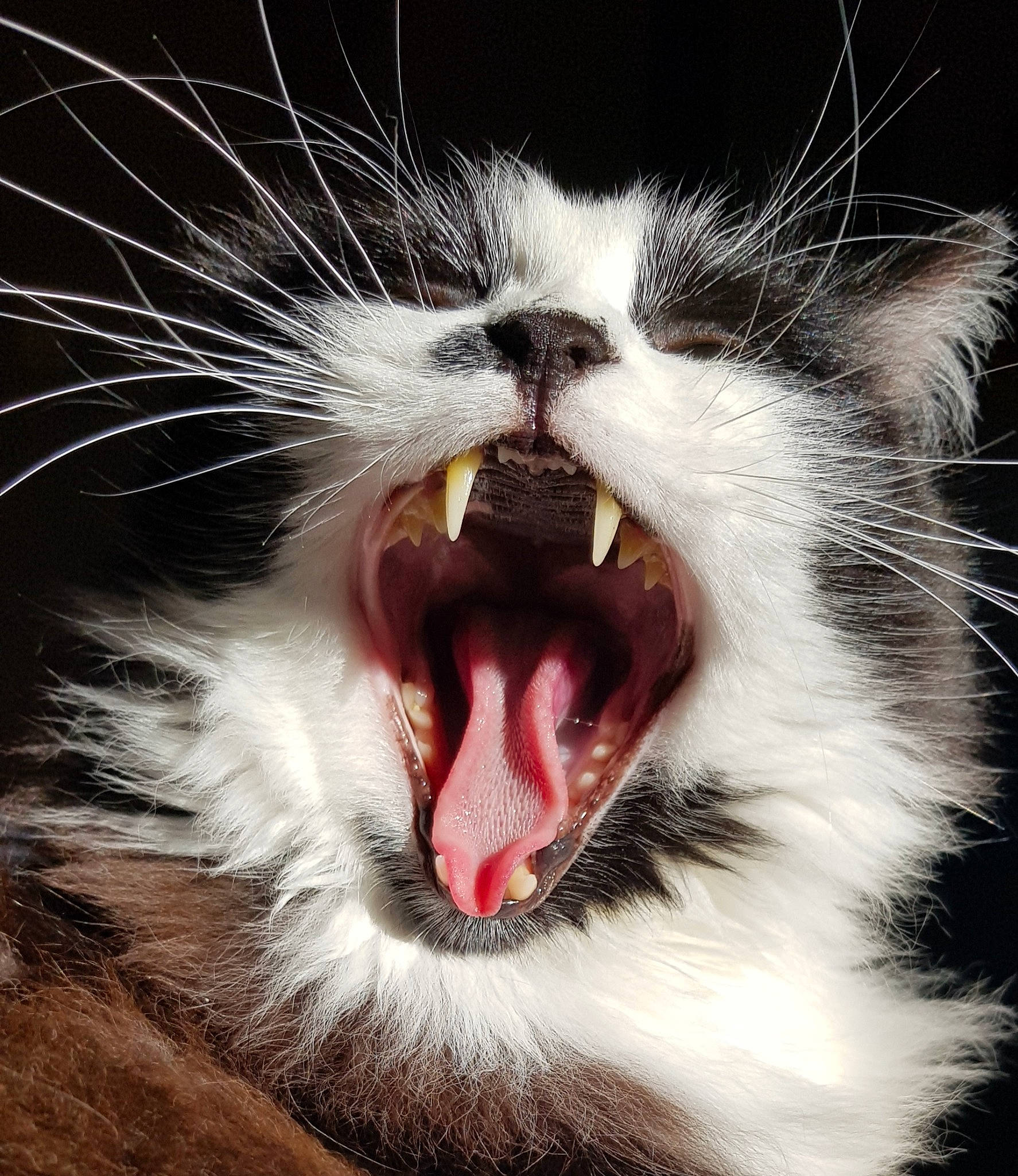 Rossi participe au concours pour gagner de l'argent avec cette photo : carnivore, cat, close_up, domestic_short_haired_cat, fang, felidae, fur, happy, jaw, paw, roar, shout, small_to_medium_sized_cats, smile, snout, tail, terrestrial_animal, tooth, whiskers, yawn