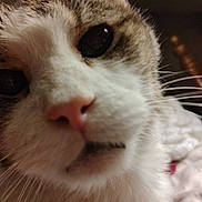 Bubba joined the competition — help win amazing prizes! cat, close_up, whiskers, pink_nose, eye, fur, tabby, white_fur, pet, indoor, bed, portrait, muzzle, curious, sleepy, macro, soft_texture, nostril, feline, handheld_shot