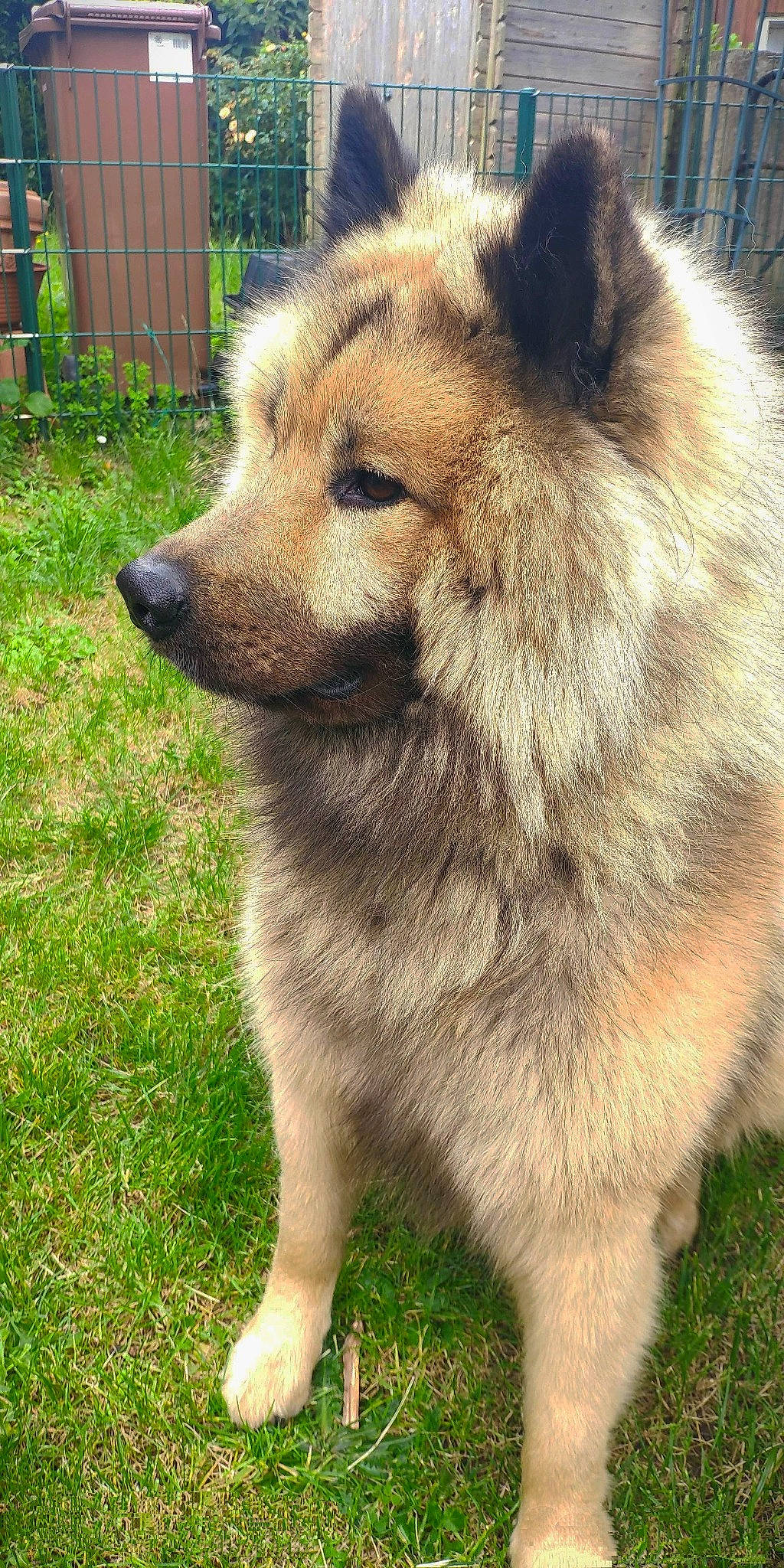 Néon participe au concours pour gagner de l'argent avec cette photo : ancient_dog_breeds, canidae, canis, carnivore, companion_dog, dog, dog_breed, fawn, fence, fur, german_spitz_mittel, grass, snout, sporting_group, tail, terrestrial_animal, whiskers, wildlife, working_animal, working_dog