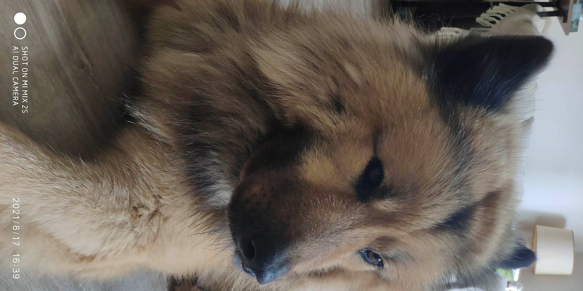 Néon a rejoint le concours — aidez-le/la à gagner de superbes lots ! carnivore, cat, claw, close_up, comfort, dog_breed, fawn, felidae, fur, nap, paw, sleep, small_to_medium_sized_cats, snout, terrestrial_animal, whiskers, wildlife