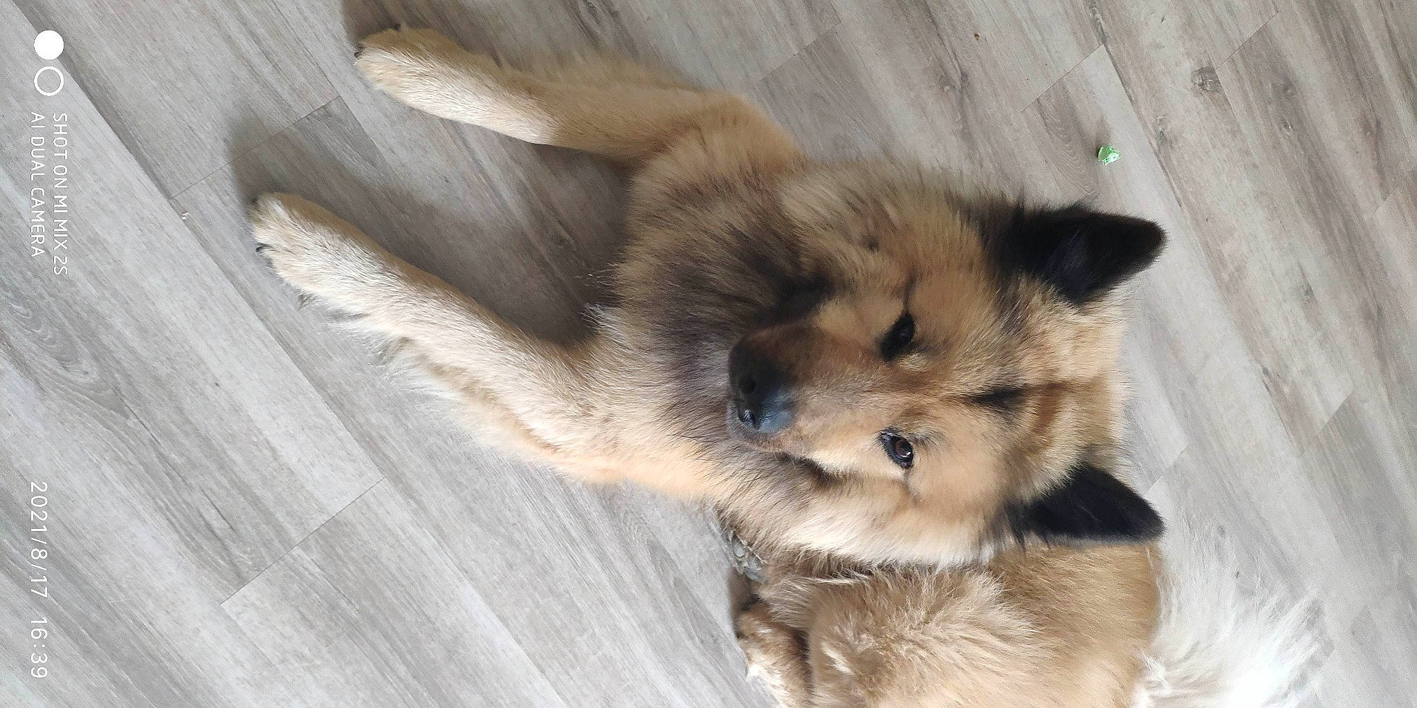 Néon participe au concours pour gagner de l'argent avec cette photo : ancient_dog_breeds, canis, carnivore, companion_dog, dog, dog_breed, fawn, fur, german_spitz, german_spitz_klein, german_spitz_mittel, hardwood, paw, spitz, tail, terrestrial_animal, whiskers, wildlife, wood, working_dog